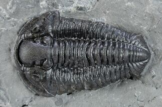 Calymene Niagarensis Trilobite Fossil - New York #269928