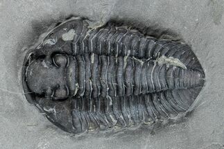 Calymene Niagarensis Trilobite Fossil - New York #269931