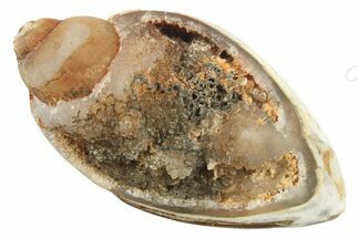 Chalcedony Replaced Gastropod With Sparkly Quartz - India #269804