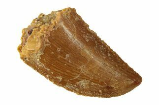 Serrated, Raptor Tooth - Real Dinosaur Tooth #268711