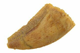 Serrated, Raptor Tooth - Real Dinosaur Tooth #268720