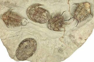 Plate Of Foulonia & Asaphellus Trilobites - Fezouata Formation #209726
