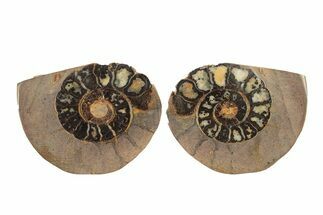 Sliced, Iron Replaced Fossil Ammonite - Morocco #269487