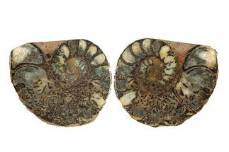 Sliced, Iron Replaced Fossil Ammonite - Morocco #269489