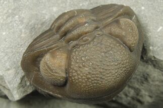 Wide, Enrolled Eldredgeops Trilobite - Removable From Rock #270072