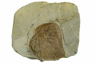 Fossil Leaf (Davidia) - Montana #269377
