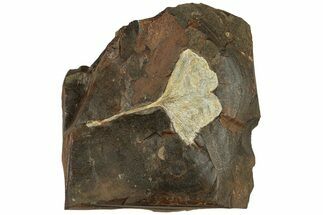 Paleocene Fossil Ginkgo Leaf - North Dakota #269485