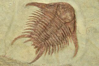 Red Foulonia Trilobite With Asaphellus - Fezouata Formation #270133