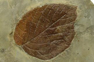 Fossil Leaf (Beringiaphyllum) - Montana #269347