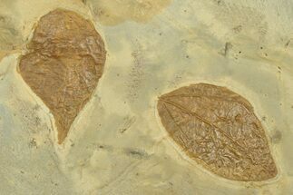 Wide Plate with Two Fossil Leaves (Zizyphus) - Montana #269351
