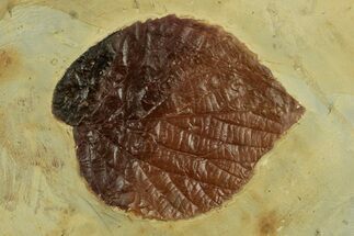 Fossil Leaf (Davidia) - Montana #269359