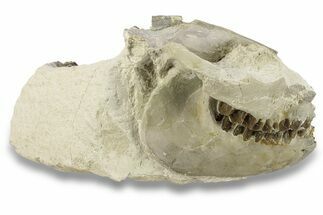 Fossil Oreodont (Leptauchenia) Partial Skull - South Dakota #269895