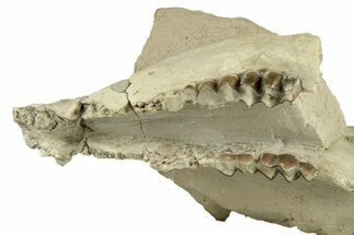 Oligocene Fossil Camelid (Poebrotherium) Mandible - Wyoming #269900