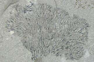 Silurian Graptolite Fossil Plate - New York #270011