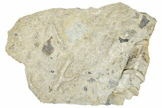 Ordovician Cephalopod Fossil - Ohio #270113