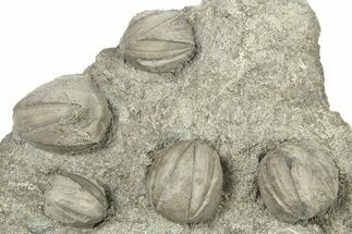 Plate of Blastoid (Pentremites) Fossils - Oklahoma #270097