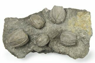 Plate of Blastoid (Pentremites) Fossils - Oklahoma #270100