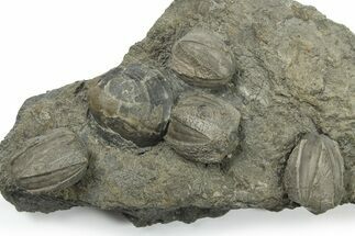 Plate of Brachiopod & Blastoid (Pentremites) Fossils - Oklahoma #270103