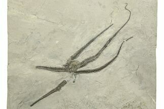 Silurian Fossil Brittle Star (Protaster) - New York #270241