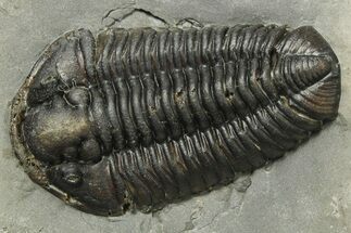 Calymene Niagarensis Trilobite Fossil - New York #270246