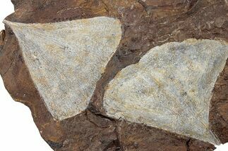 Two Paleocene Fossil Ginkgo Leaves - North Dakota #270171