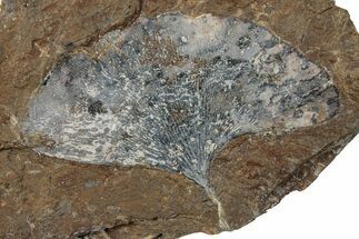 Paleocene Fossil Ginkgo Leaf - Unique Preservation! #270186