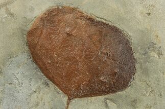 Fossil Leaf (Zizyphoides) - Montana #270218