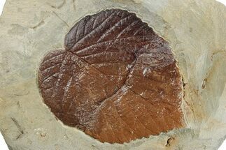 Fossil Leaf (Davidia) - Montana #270235