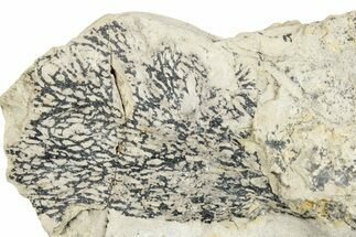 Silurian Graptolite Fossil Plate - New York #270006