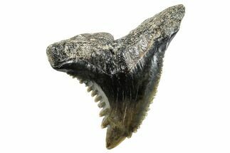 Snaggletooth Shark (Hemipristis) Tooth - South Carolina #270044