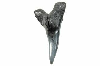 Snaggletooth Shark (Hemipristis) Lower Tooth - South Carolina #270056