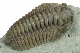Large Flexicalymene Trilobite - Indiana #270392