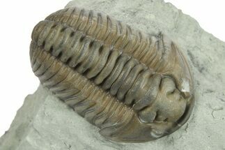 Inflated Flexicalymene Trilobite With Bryozoan - Indiana #270393