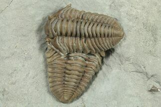 Two Overlapping Flexicalymene Trilobites - Indiana #270414