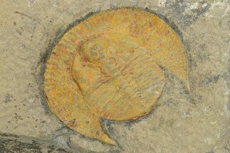 Orange Declivolithus Trilobite - Mecissi, Morocco #270496
