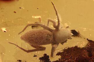 Hairy Fossil Spider (Araneae) In Baltic Amber #270590