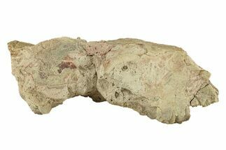 Partial Oreodont (Merycoidodon) Upper Skull - South Dakota #270135