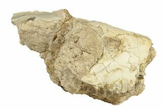 Partial Oreodont (Merycoidodon) Upper Skull - South Dakota #270140
