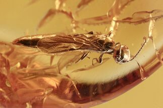 Fossil Wasp (Scolebythidae) In Baltic Amber #270626