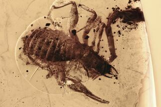 Detailed Fossil Pseudoscorpion (Neobisiidae) In Baltic Amber #270642