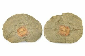 Colorful Kettneraspsis Trilobite With Pos/Neg - Timrzit , Morocco #270559