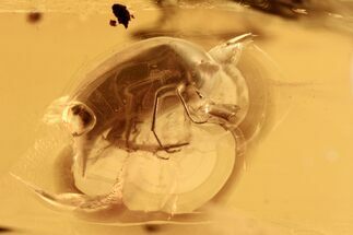 Fossil Tumbling Flower Beetle (Mordellidae) in Baltic Amber #270654