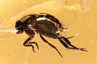 Detailed Fossil Scuttle Fly (Phoridae) In Baltic Amber #270656