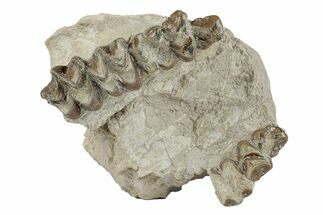 Bargain, Fossil Oreodont (Merycoidodon) Skull - South Dakota #269891