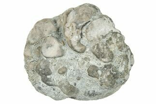 Ordovician Chaetetid Sponge (Solenopora) Fossil - Kentucky #270359