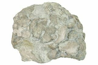 Ordovician Chaetetid Sponge (Solenopora) Fossil - Kentucky #270371