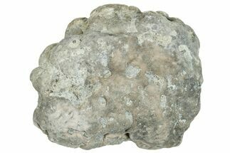 Ordovician Chaetetid Sponge (Solenopora) Fossil - Kentucky #270374