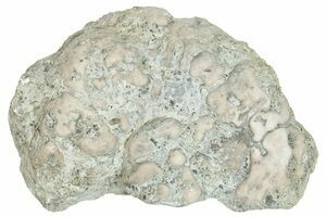 Large Platystrophia Brachiopod Fossil - Kentucky (#6625) For Sale