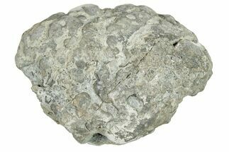 Ordovician Chaetetid Sponge (Solenopora) Fossil - Kentucky #270377