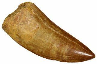 Serrated, Carcharodontosaurus Tooth - Excellent Quality #270451